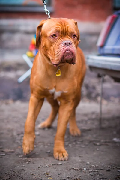 Dogo Bordeaux Sommar — Stockfoto