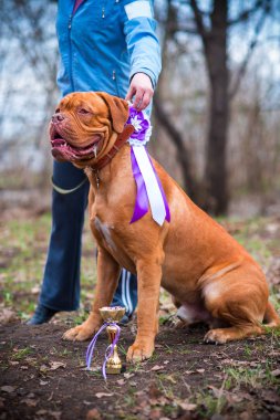  Dogue de Bordeaux Show'da