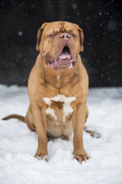 Dogue de Bordeaux kışın