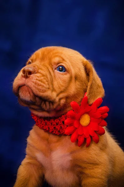 Dogue Bordeaux Puppies Blauw — Stockfoto