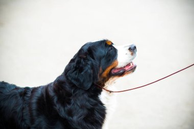 Bernese dağ köpeği yaz aylarında