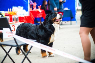 Bernese dağ köpeği yaz aylarında