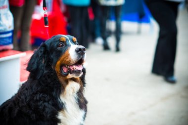 Bernese dağ köpeği yaz aylarında