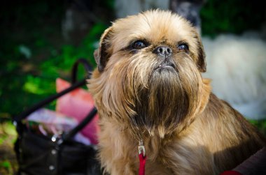 Brussels Griffon Yaz Sergisi