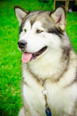Alaskan Malamute Yaz Sergisi