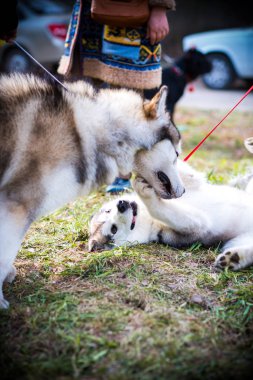 Alaskan Malamute Yaz Sergisi