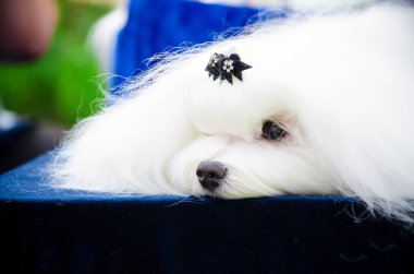 Malta güneşli yaz DEKI STANDIMIZ