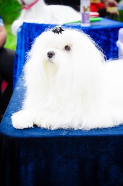 Malta güneşli yaz DEKI STANDIMIZ