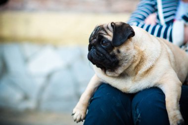 Pug güneşli yaz gösteri