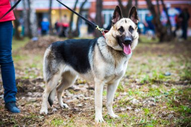 Show'da yaz aylarında çoban