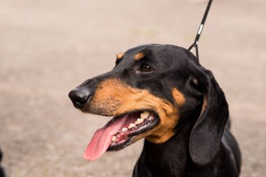 Dachshund Yaz Sergisi