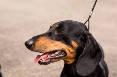 Dachshund Yaz Sergisi