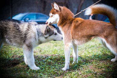 Sibirya kurdu yazın
