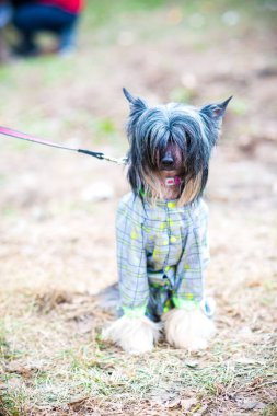 Çin Tepeli Köpek yaz aylarında