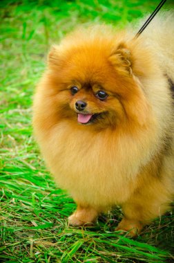 parkta kırmızı spitz güneşli yaz