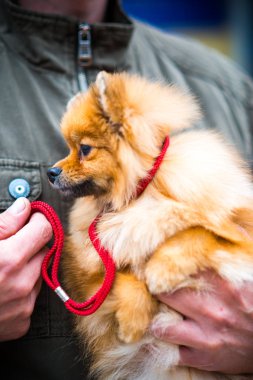 parkta kırmızı spitz güneşli yaz