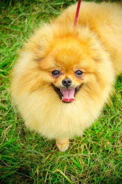 parkta kırmızı spitz güneşli yaz