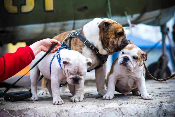 English Bulldog Summer Show — Stock Photo, Image