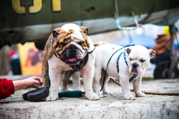 English Bulldog in the summer at the show