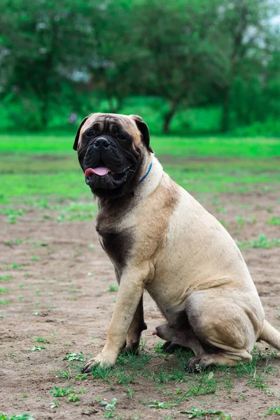 İngilizce güneşli yaz mastiff ekranda