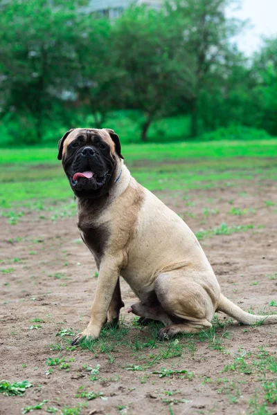 Englische Sommerdogge Zur Schau Gestellt — Stockfoto