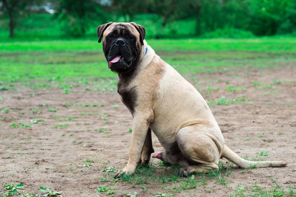 İngilizce güneşli yaz mastiff ekranda