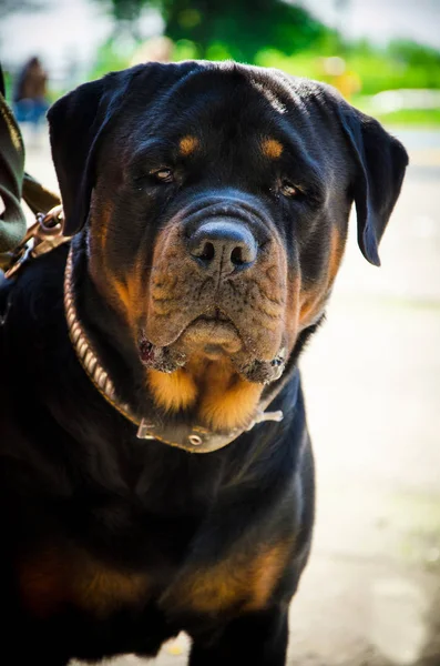 Rottweiler Sunny Summer Exhibition — Stock Photo, Image