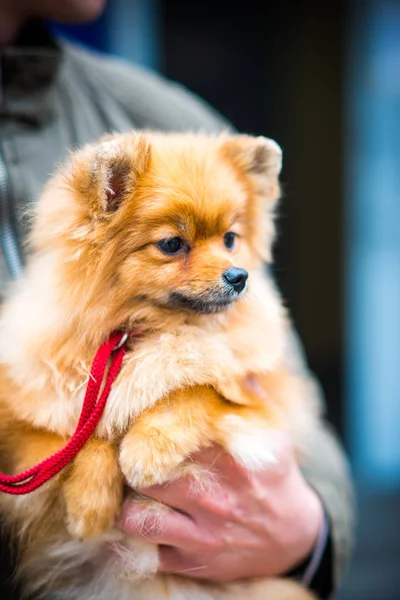 parkta kırmızı spitz güneşli yaz