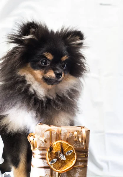 tan dog with gifts