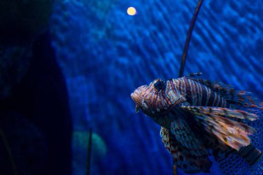 egzotik Deniz balığı Oceanarium