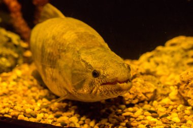 egzotik Deniz balığı Oceanarium