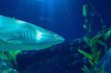 egzotik Deniz balığı Oceanarium