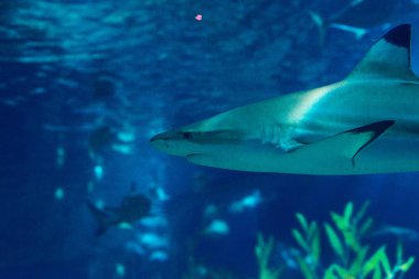 egzotik Deniz balığı Oceanarium