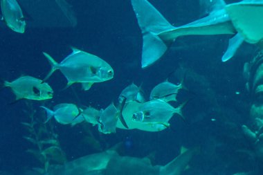 egzotik Deniz balığı Oceanarium