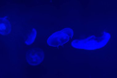 egzotik Deniz balığı Oceanarium