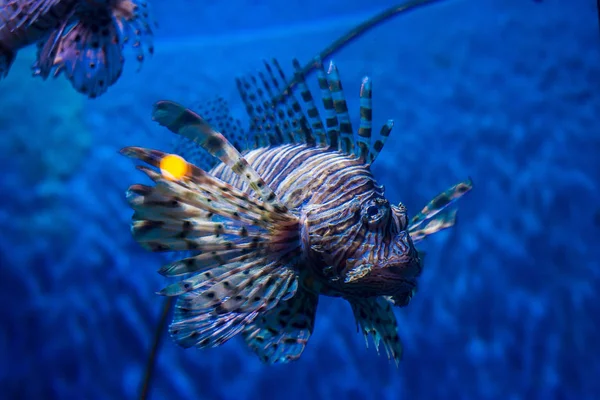 Peixes Marinhos Exóticos Oceanário — Fotografia de Stock