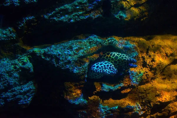 Exotische Zeevis Oceanarium — Stockfoto