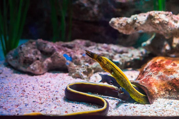 Exotic Sea Fish Oceanarium — Stock Photo, Image