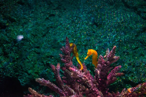 Екзотична Морська Риба Океанаріум — стокове фото