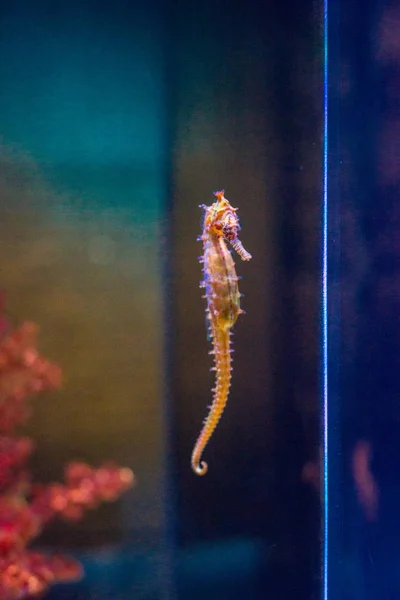 Exotic Sea Fish Oceanarium — Stock Photo, Image