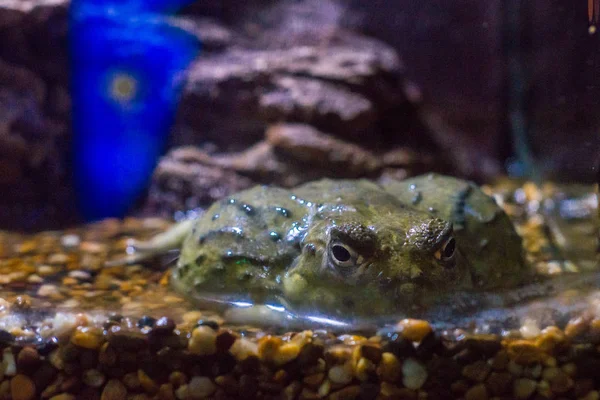 Pesci Mare Esotici Oceanario — Foto Stock