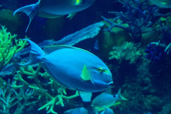 Peixes Marinhos Exóticos Oceanário — Fotografia de Stock