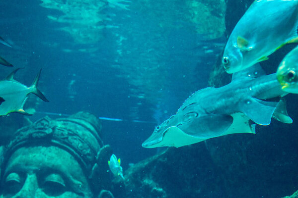 Exotic sea fish Oceanarium