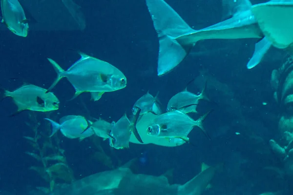 Ryby Morskie Egzotyczne Oceanarium — Zdjęcie stockowe