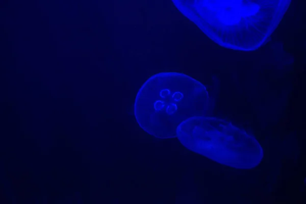 Exotických Mořských Ryb Oceanarium — Stock fotografie