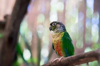 arka planda papağan