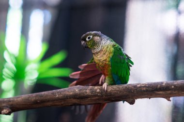 arka planda papağan