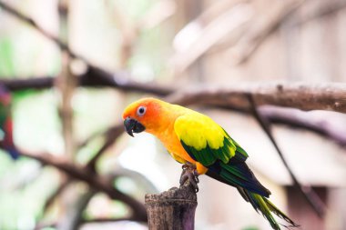 arka planda papağan