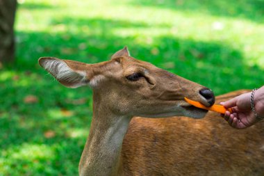 Parktaki genç geyik