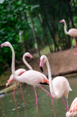 Parkta pembe flamingo